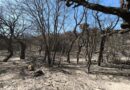 «L’irredimibile Sicilia dei roghi»: così il presidente di Italia Nostra Sicilia sugli episodi incendiari che attraversano la Sicilia!