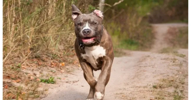 Una rete comune contro le violenze sugli animali